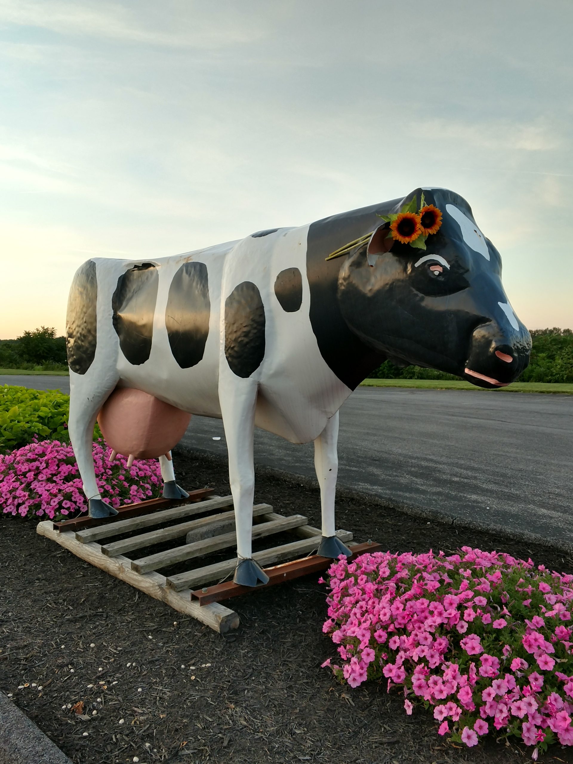 Name The Cow