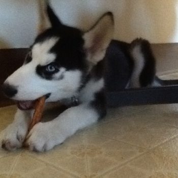 Baby Jack and his first bone