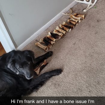 Frankie needs bone anonymous