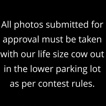 Photos must be taken with life size cow in parking lot!